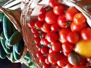 tomates cerises locales et de saisons