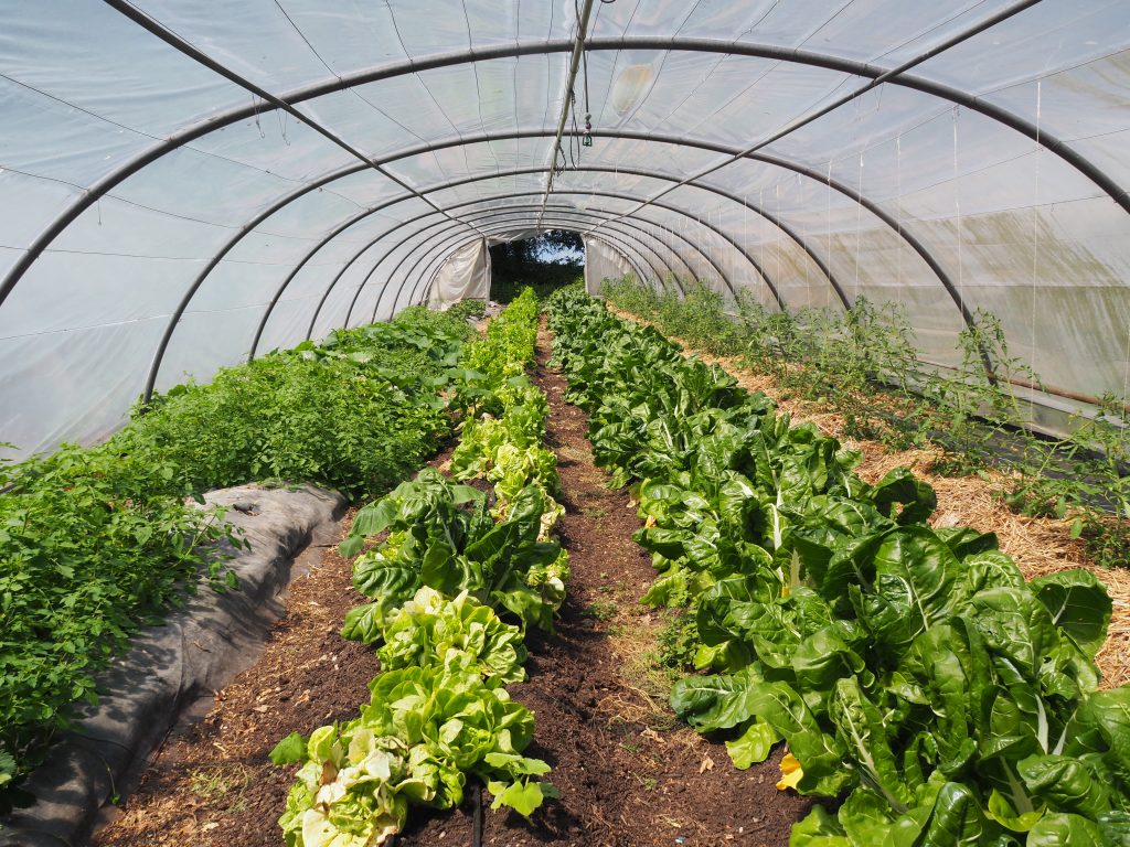 Visite des serres de la ferme du bois rosé durant mon stage