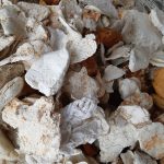 déchet du world clean up day