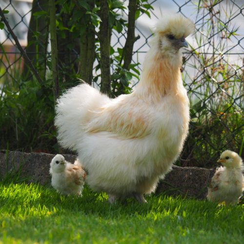 Les petites poules d'Andrea mangeuses de déchets