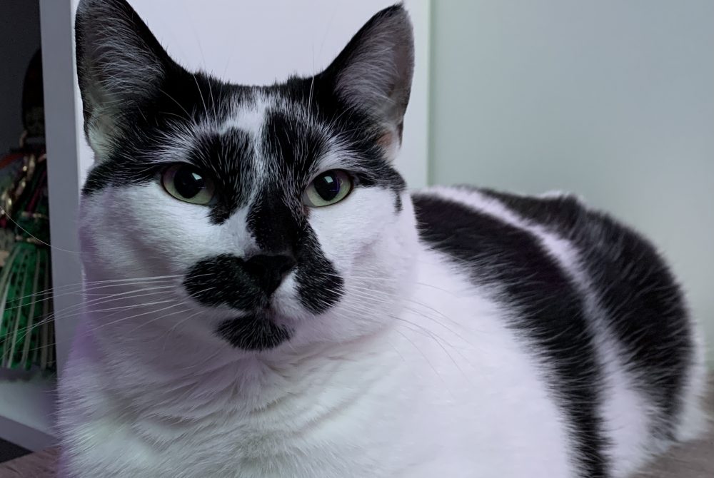 La Bonne recette pour votre poilus préféré