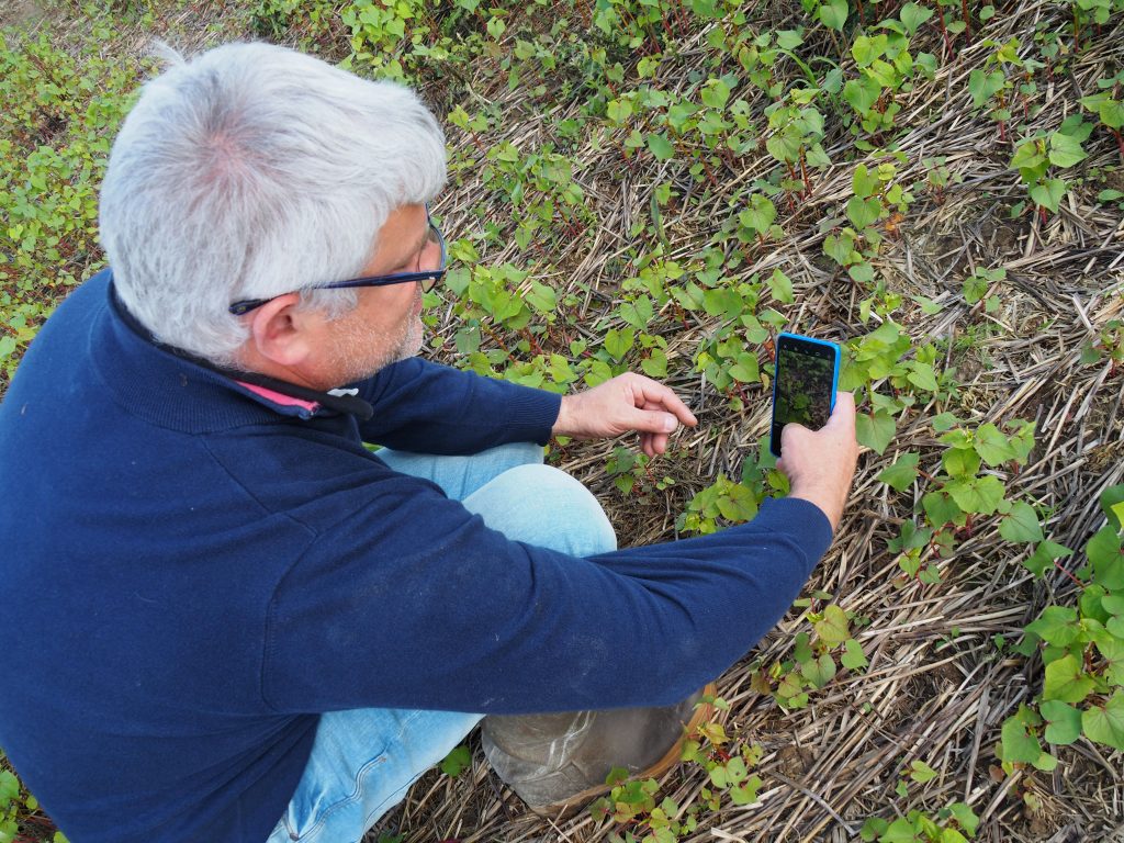 Laurent Gumi graines
