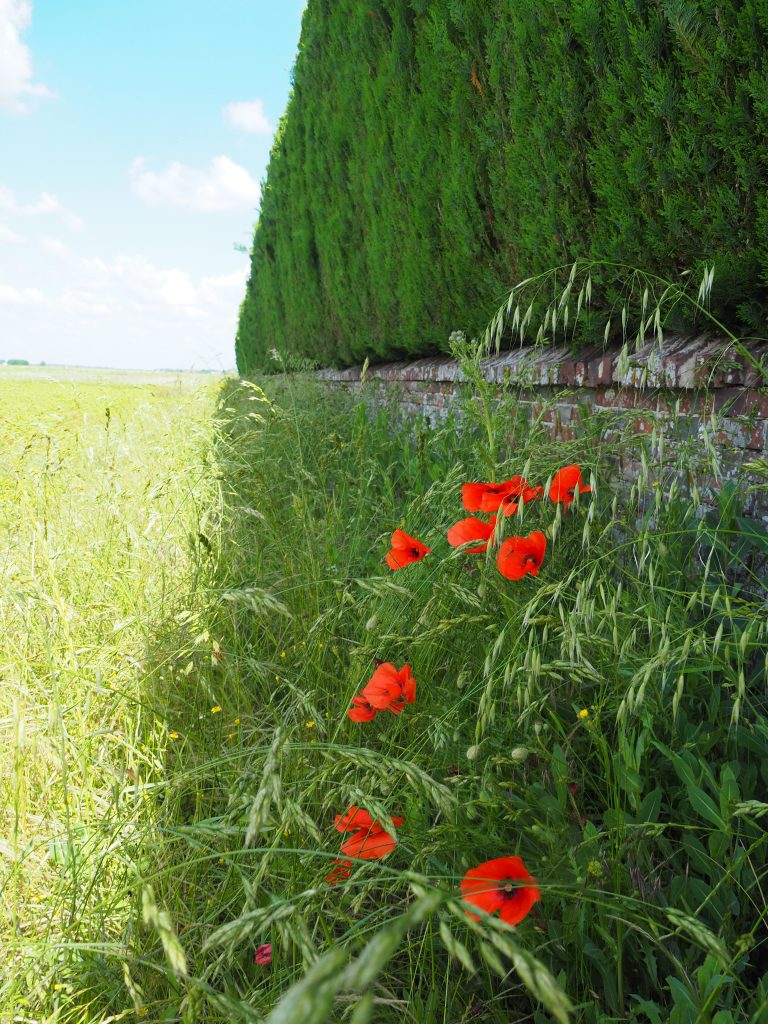 Coquelicot