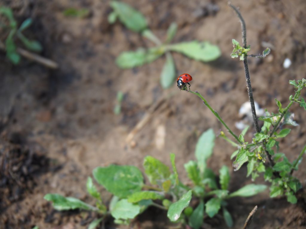 coccinelle gumi graines