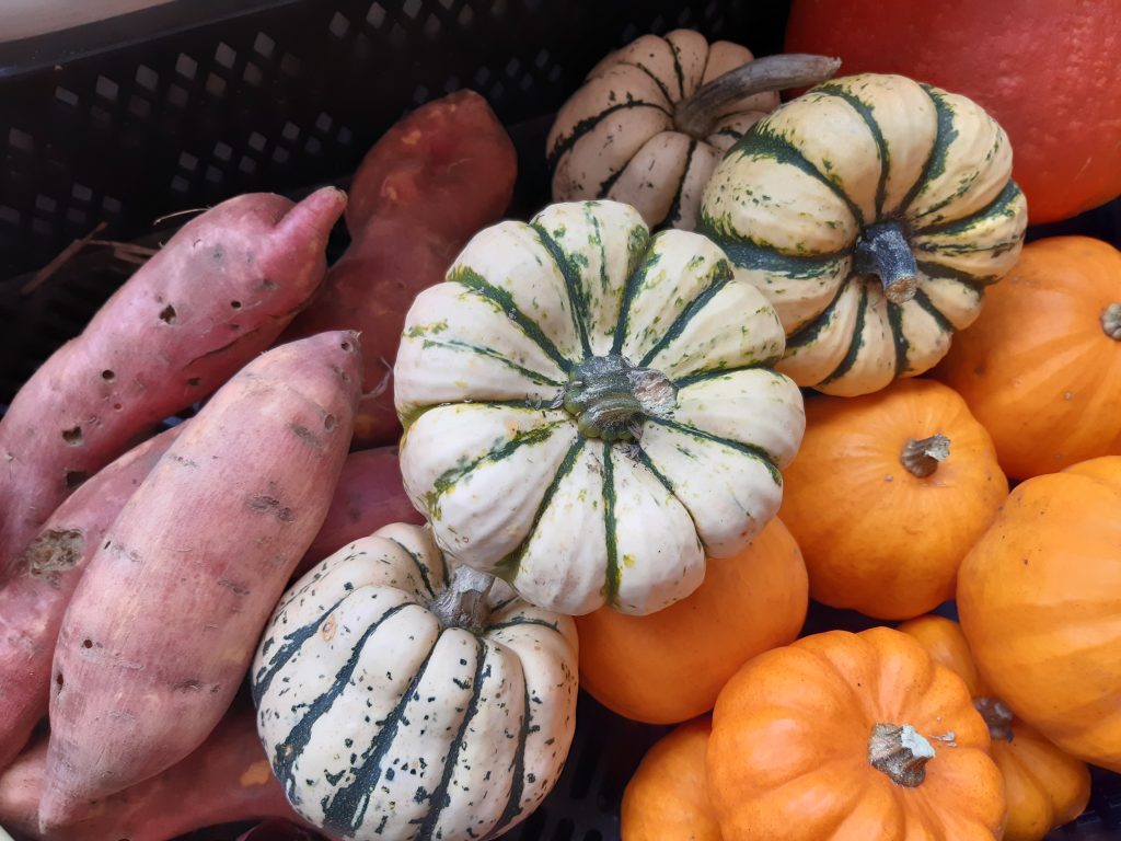 les bonnes courges de l'automne