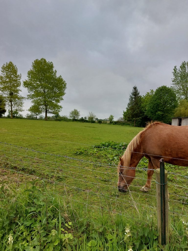 Potager des chatons Armelle