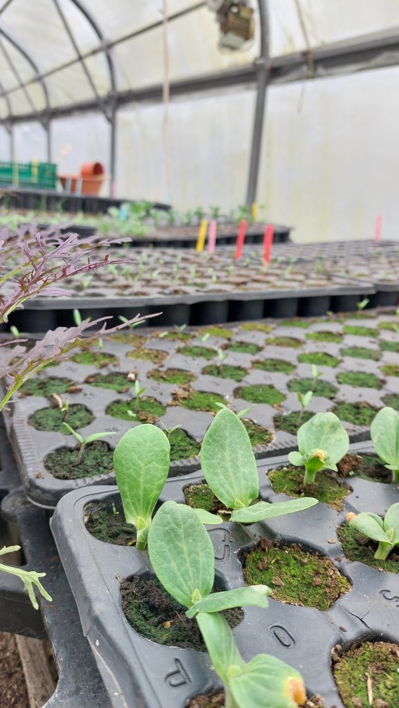 Semis potager des chatons