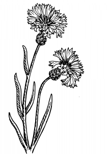 Eau florales de bleuet