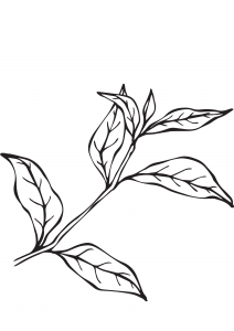 La bonne eau florale