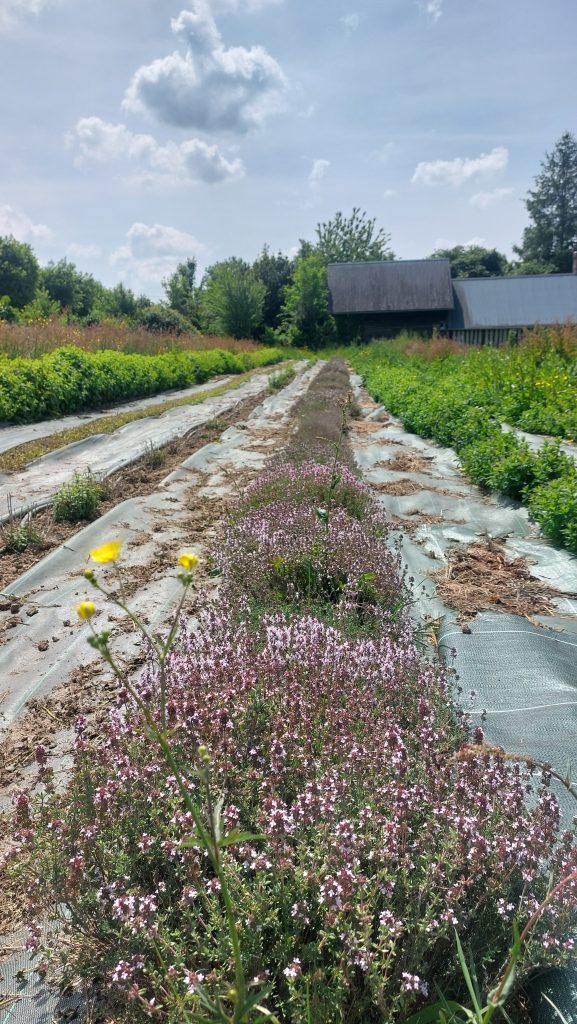 Morainville Jouveaux