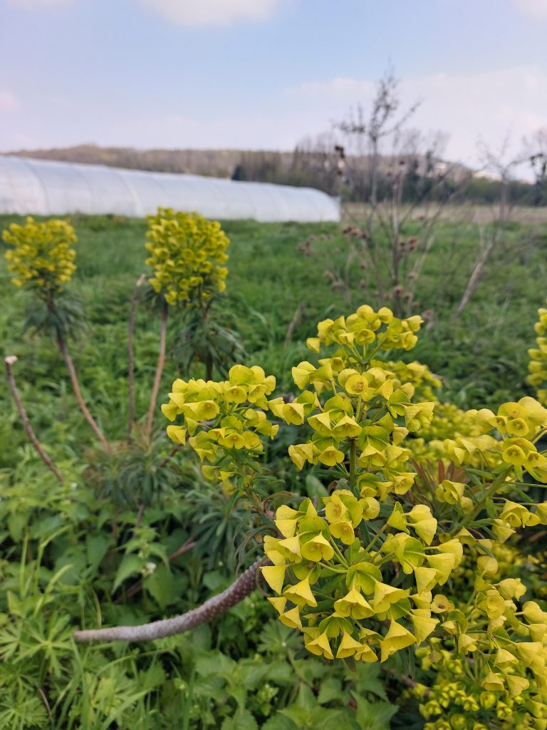 Justine et Marc, maraichère et maraicher à La Petite Surface