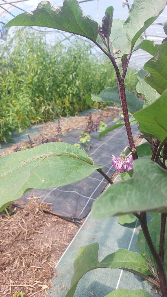 Maraichage bio le havre